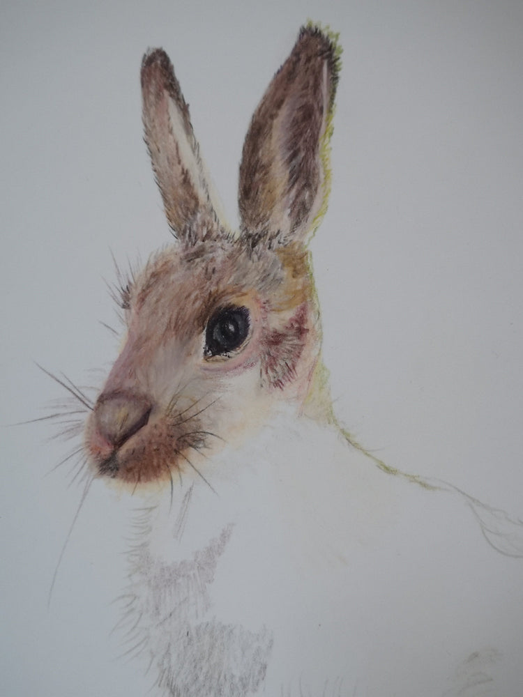 Colour Pencil Begins...